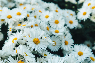 Close up of many white daisy flowers in the garden represent of purity and childlike nature.