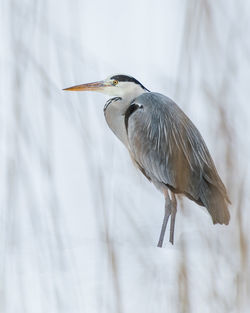 Side view of gray heron in winter