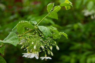 Close-up of wet plant leaves during rainy season