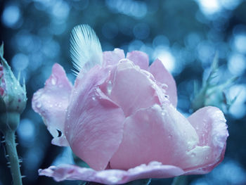 Close-up of pink flower blooming