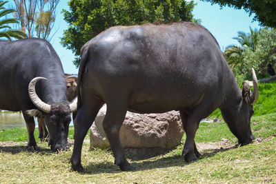 Horse grazing on field