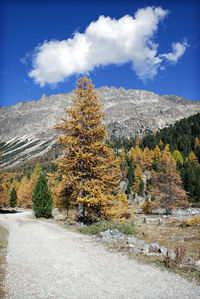 Plants growing on land against sky during autumn