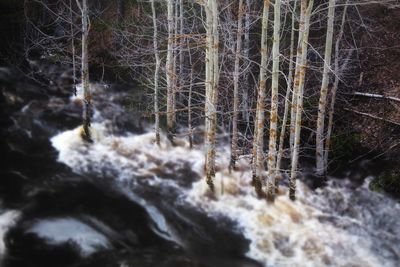 Close-up of waterfall in forest during winter