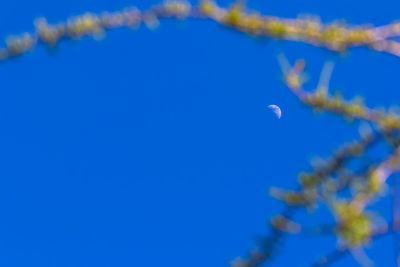 Low angle view of plants against clear blue sky