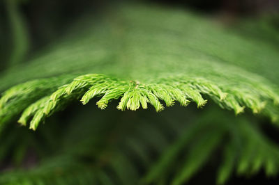 Close-up of green leaves