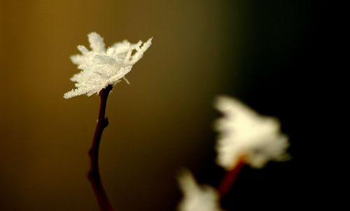 Close-up of flower against blurred background