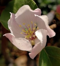 Close-up of white flower blooming outdoors