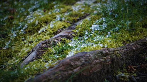 Close-up of snowy tree roots and moss in forest