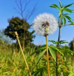 Close-up of dandelion on field against clear sky