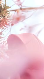 Low angle view of pink flowering plant