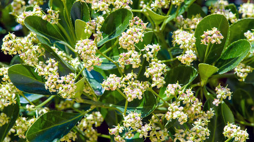 Close-up of flowers blooming outdoors