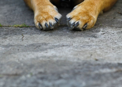 Surface level of dog paw