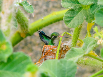 Close-up of green bird in nest on plant