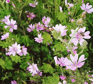 High angle view of pink flowering plants on land