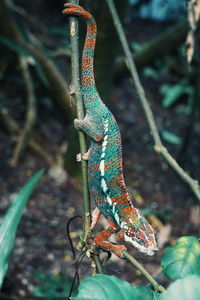 Close-up of a lizard on tree