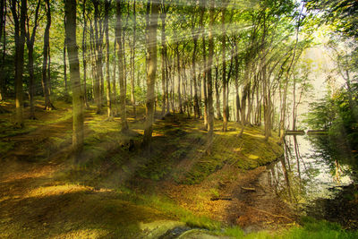 Scenic view of lake in forest