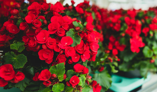 Close-up of red flowering plants