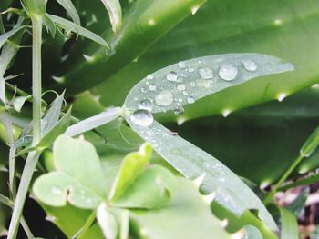 Close-up of wet plant