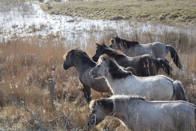 View of a horse on the field