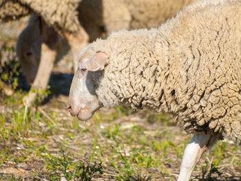 Close-up of sheep standing on field