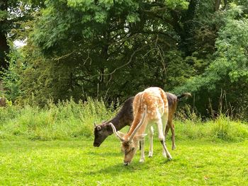 Horse grazing on field