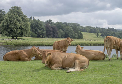 Brown cows on grassy field by river