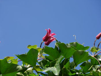 Low angle view of pink flowers against clear blue sky