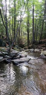 Stream flowing in forest