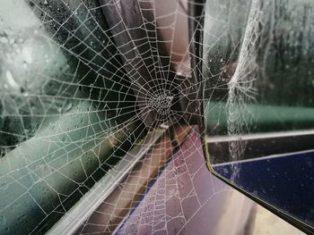 Close-up of spider on web