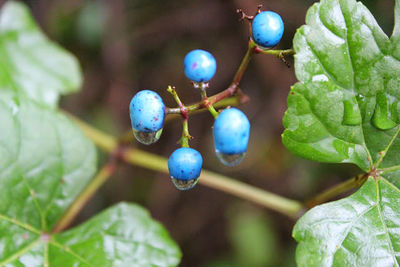 Close-up of green leaves