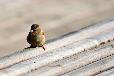 Close-up of bird perching on wood