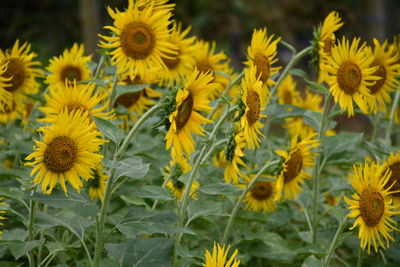 Close-up of yellow flowering plants