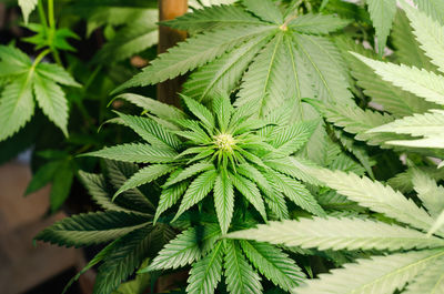 Close-up of fresh green plant