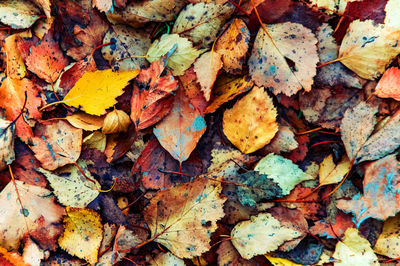 Full frame shot of autumn leaves