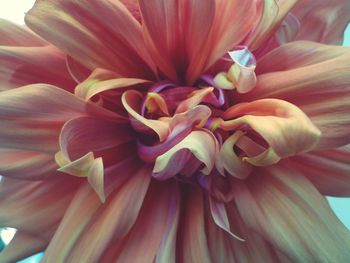 Close-up of flowers