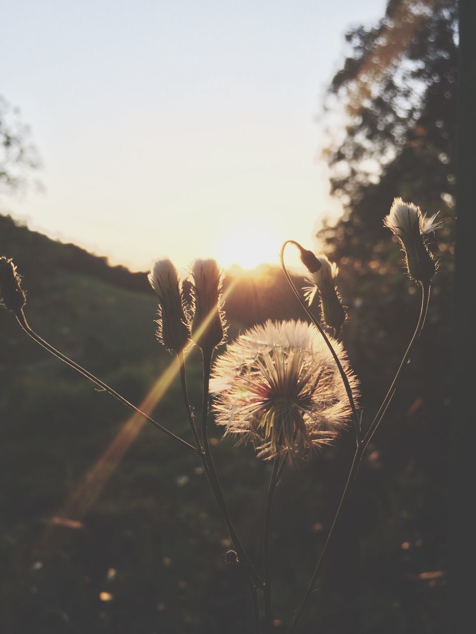 flower, fragility, dandelion, freshness, stem, growth, close-up, beauty in nature, focus on foreground, plant, nature, wildflower, sunset, springtime, uncultivated, softness, botany, back lit, in bloom, flower head, meadow, blossom, sky, tranquility, day, scenics, sunrise - dawn, growing, focus, single flower, dandelion seed, no people