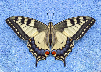 Close-up of butterfly on flower