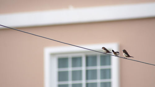 Low angle view of birds perching on cable