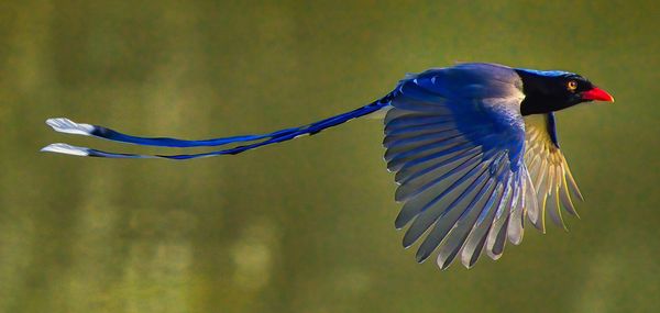 Close-up of bird flying against blurred background