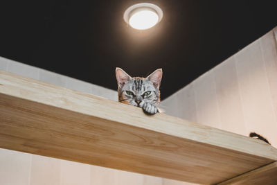 Portrait of cat on wooden floor