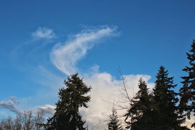 Low angle view of trees against blue sky