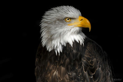 Close-up of eagle against black background