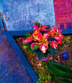 Close-up of red flowers blooming outdoors