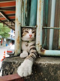 Close-up of a cat