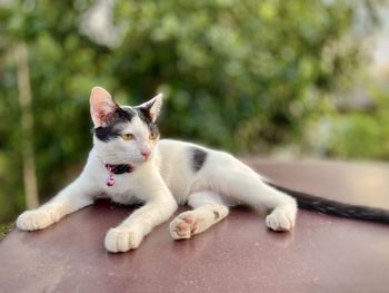 Close-up of a cat resting