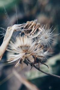 Close-up of dried plant