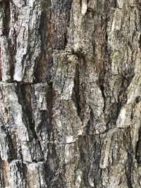 Full frame shot of tree