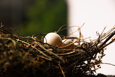 Close-up of easter egg