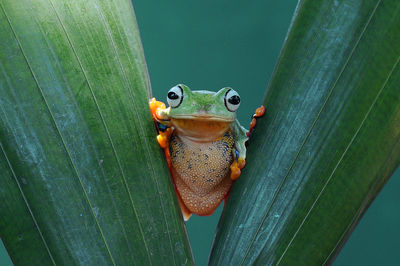 Close-up of frog on leaf