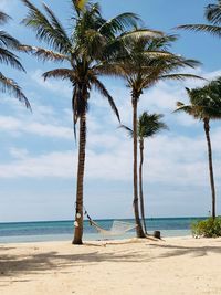 Coconut palm trees on beach against sky